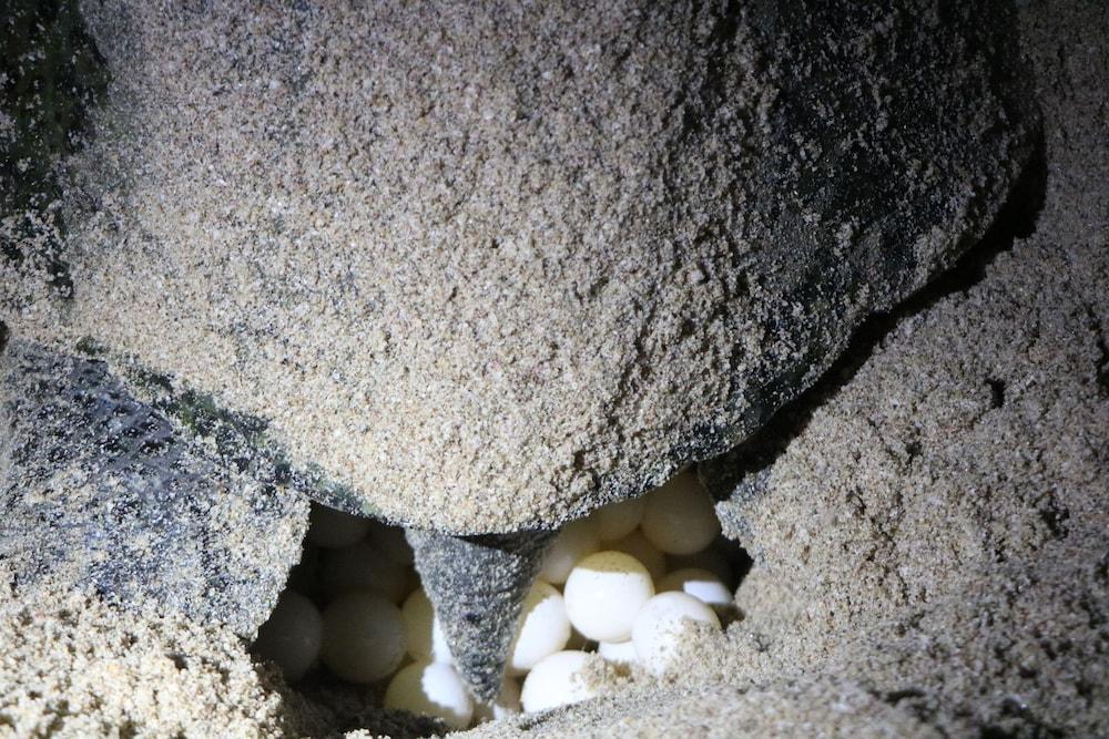 Ras Al Jinz Turtle Reserve Al Hadd Eksteriør billede