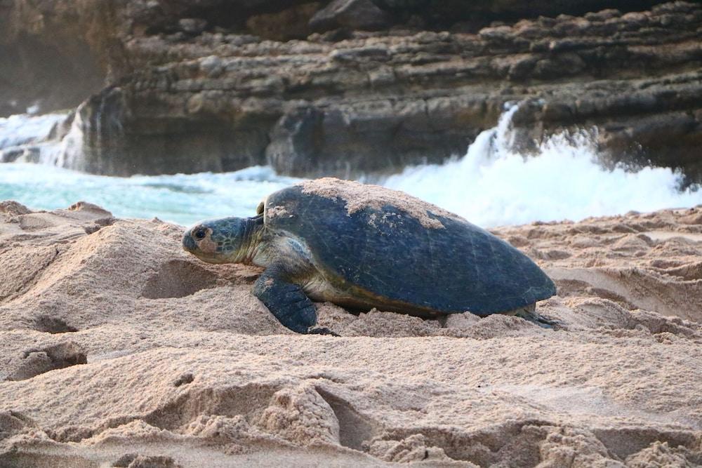 Ras Al Jinz Turtle Reserve Al Hadd Eksteriør billede