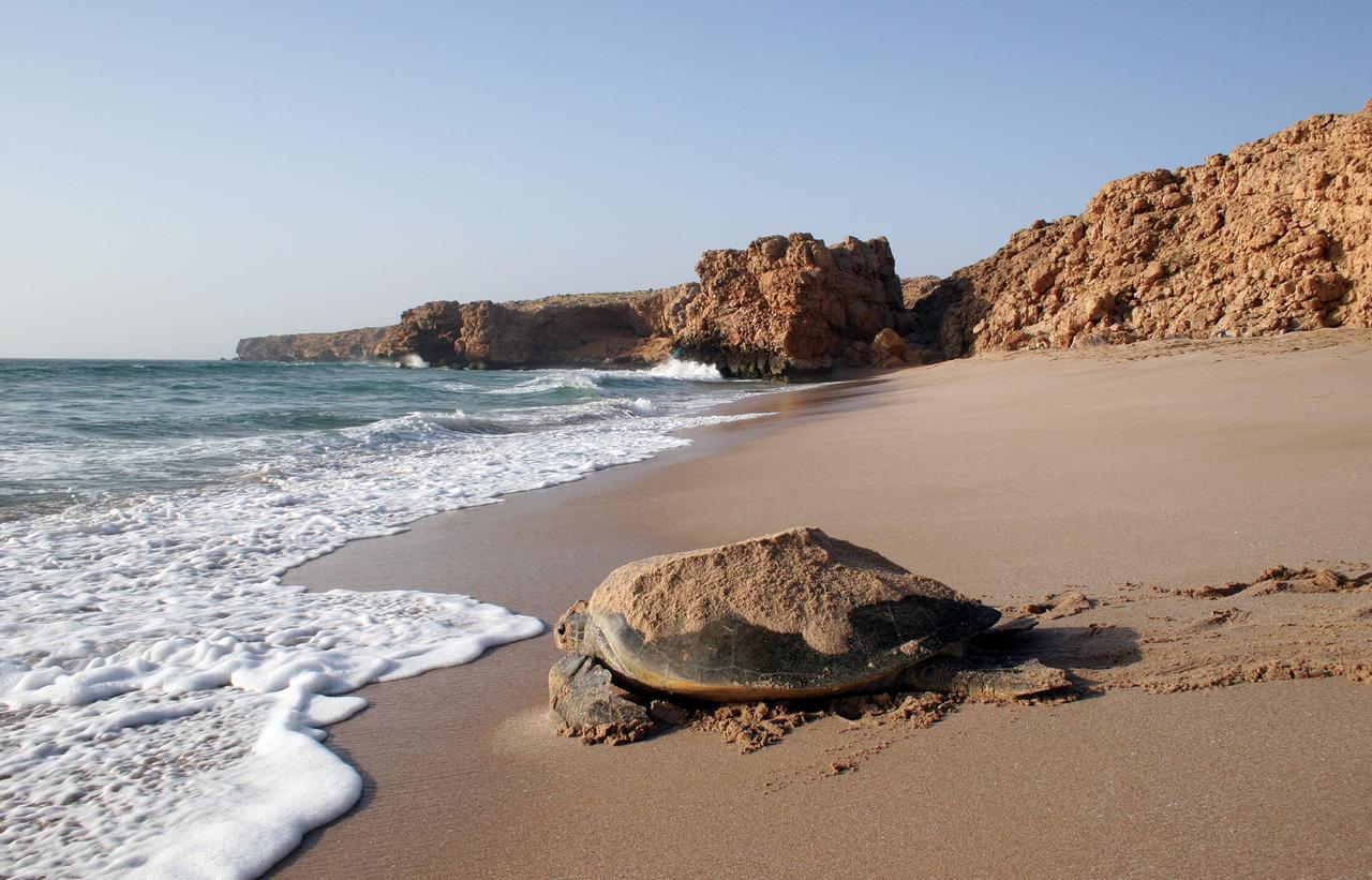 Ras Al Jinz Turtle Reserve Al Hadd Eksteriør billede